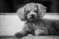 the poodle lay on the floor Royalty Free Stock Photo