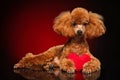 Poodle lies with a red heart