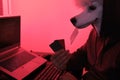 Poodle masked hacker holding credit cards in front of a computer for organizing massive data breach attack around the world