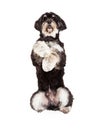Poodle Mix Breed Dog Begging Royalty Free Stock Photo