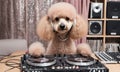 poodle mixing the decks at a party