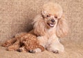 Poodle mother lying near puppy