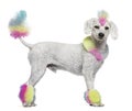 Poodle with multi-colored hair and mohawk Royalty Free Stock Photo