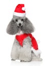 Poodle n Santa red hat, on white background Royalty Free Stock Photo