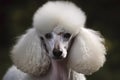 Poodle - originally from Germany (Generative AI)