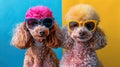 Poodle Paradise: Stylish Canine Duo in Sunglasses & Vintage Accessories, AI Studio Shot with Vibrant Colored Frames & Yellow