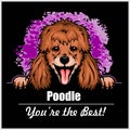 Poodle - Peeking Dogs - breed face head isolated on black