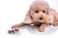 Poodle pet dog with beef chewables for heartworm protection treatment
