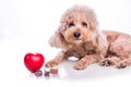 Poodle pet dog with beef chewables for heartworm protection treatment