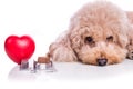 Sad poodle pet dog with beef chewables for heartworm protection trea Royalty Free Stock Photo