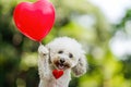 Poodle Pup Happily Clutches A Heartshaped Balloon Bringing Joy To Celebrations