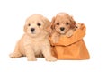 Poodle puppies in bag