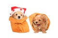 Poodle puppies in bag
