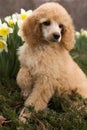 Poodle puppy