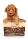 Poodle puppy in basket Royalty Free Stock Photo