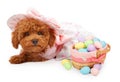 Poodle Puppy with Basket of Easter Eggs