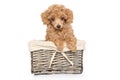 Poodle puppy in basket Royalty Free Stock Photo