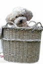Poodle puppy climbed into an old wicker basket Royalty Free Stock Photo