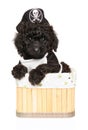 Poodle puppy donning a pirate hat, comfortably nestled in a basket against a white background Royalty Free Stock Photo