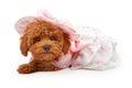 Poodle Puppy in an Easter Dress and Bonnet Royalty Free Stock Photo