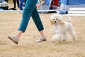 A poodle puppy of modern coloring light beige in a lion haircut runs on the grass