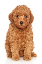 Poodle puppy portrait Royalty Free Stock Photo