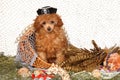 Poodle puppy red color in pirate cap Royalty Free Stock Photo