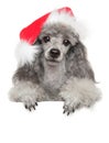 Poodle puppy in Santa red hat above banner Royalty Free Stock Photo