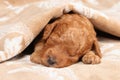 Poodle puppy (second week) sleep Royalty Free Stock Photo