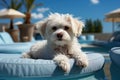 Poodle puppy sits on a lounger near the pool in the summer. Generative AI