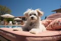 Poodle puppy sits on a lounger near the pool in the summer. Generative AI