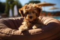 Poodle puppy sits on a lounger near the pool in the summer. Generative AI