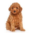Poodle puppy on white background