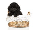 Poodle puppy in wicker basket on a white background Royalty Free Stock Photo