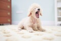 poodle puppy yawning, lying on a fluffy white carpet
