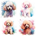 Poodle. Realistic watercolor dog illustration. Funny doggy drawing template.