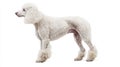 A poodle rendered in watercolor, standing alone on a white background. Royalty Free Stock Photo