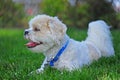 Poodle resting in the shade