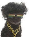 Poodle In Retro Rainbow Sunglasses Portrait Royalty Free Stock Photo