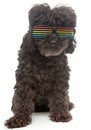 Poodle In Retro Rainbow Sunglasses On White Background