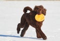 Poodle running with a frisbee in winter