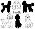 Poodle set. Collection of pedigree dogs. Black white illustration of a classic poodle dog. Vector drawing of a pet Royalty Free Stock Photo