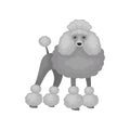 Poodle standing in rack. Dog with gray fluffy coat and cute muzzle. Domestic animal. Flat vector design