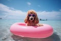 Poodle in Style: A Happy Dog in Sunglasses Relaxing in Style on a Beach Float - Generative AI