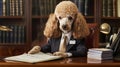A poodle in a suit working at a desk full of documents in a luxurious office setting Royalty Free Stock Photo