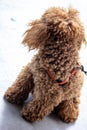 Poodle: temperament The FCI classification says that the character of the Poodle is that of a companion dog, placing it in the 9th Royalty Free Stock Photo