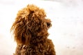 Poodle: temperament The FCI classification says that the character of the Poodle is that of a companion dog, placing it in the 9th