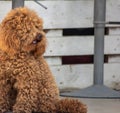 Poodle: temperament The FCI classification says that the character of the Poodle is that of a companion dog, placing it in the 9th