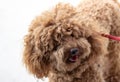 Poodle: temperament The FCI classification says that the character of the Poodle is that of a companion dog, placing it in the 9th