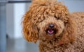 Poodle: temperament The FCI classification says that the character of the Poodle is that of a companion dog, placing it in the 9th Royalty Free Stock Photo